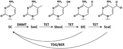 DNA-Methylation: Master or Slave of Neural Fate Decisions?